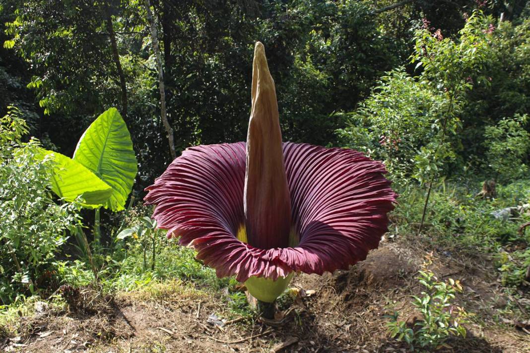 Dünyanın en kötü kokulu 'leş çiçeği' açtı! Kokudan kimse yanına yaklaşamıyor 8